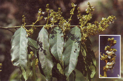 Xanthophyllum flavescens Alchetron, the free social encyclopedia